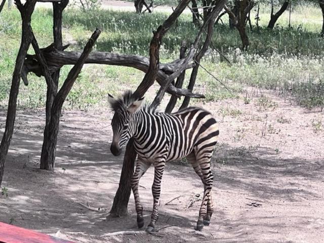 Turaco Lodge - No Loadshedding Marloth Park Buitenkant foto
