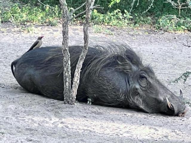 Turaco Lodge - No Loadshedding Marloth Park Buitenkant foto