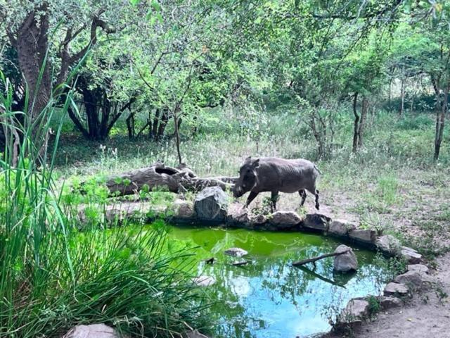 Turaco Lodge - No Loadshedding Marloth Park Buitenkant foto