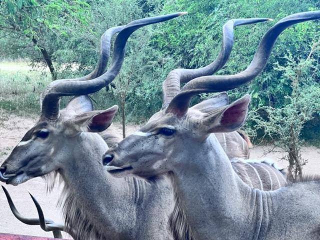 Turaco Lodge - No Loadshedding Marloth Park Buitenkant foto